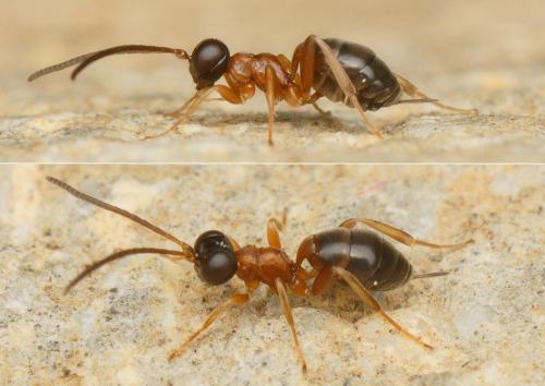 Gelis bicolor